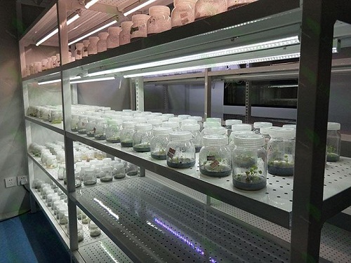 莫力达瓦植物组织培养实验室设计建设方案